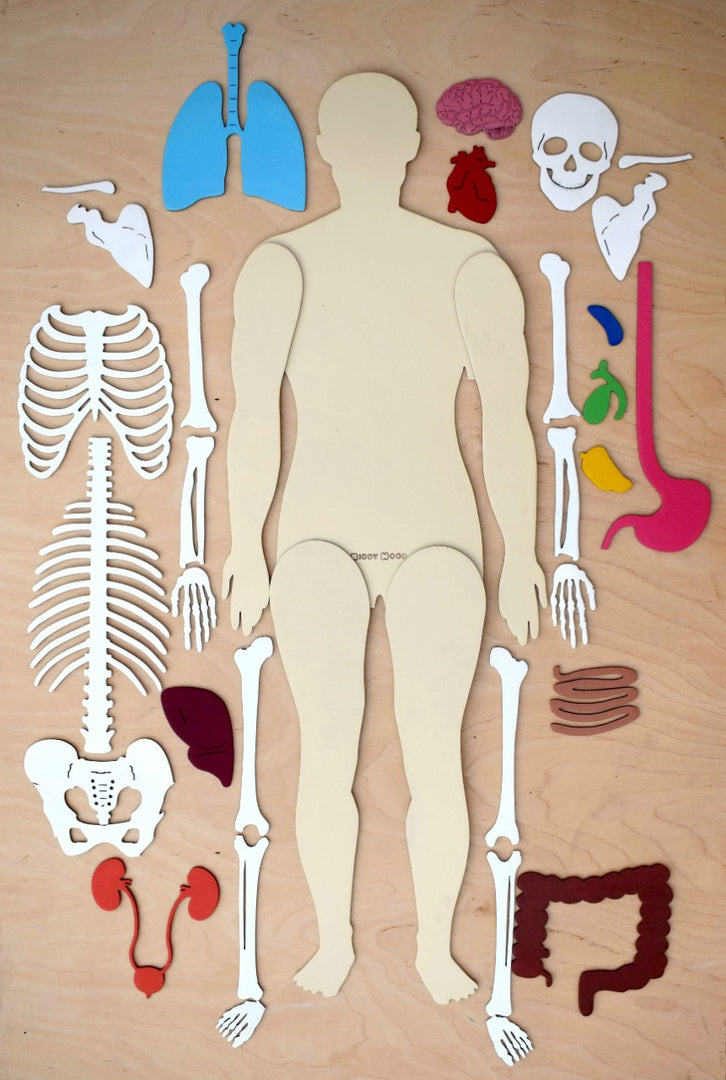 Human Body 63cm (skeleton and organs), Anatomy board, Human body Montessori science play set. - جسم الإنسان كامل 63 سم