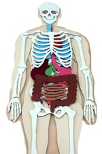 Load image into Gallery viewer, Human Body 93cm (skeleton and organs), Anatomy board, Human body Montessori science play set - جسم الإنسان كامل 93 سم
