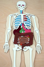 Load image into Gallery viewer, Human Body 63cm (skeleton and organs), Anatomy board, Human body Montessori science play set. - جسم الإنسان كامل 63 سم

