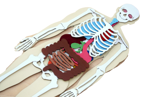 Human Body 93cm (skeleton and organs), Anatomy board, Human body Montessori science play set - جسم الإنسان كامل 93 سم