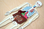 Load image into Gallery viewer, Human Body 63cm (skeleton and organs), Anatomy board, Human body Montessori science play set. - جسم الإنسان كامل 63 سم