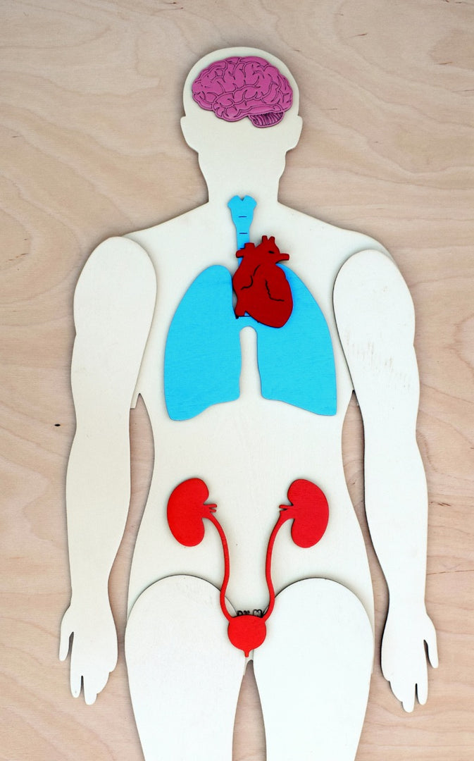 Human Body 63cm (skeleton and organs), Anatomy board, Human body Montessori science play set. - جسم الإنسان كامل 63 سم