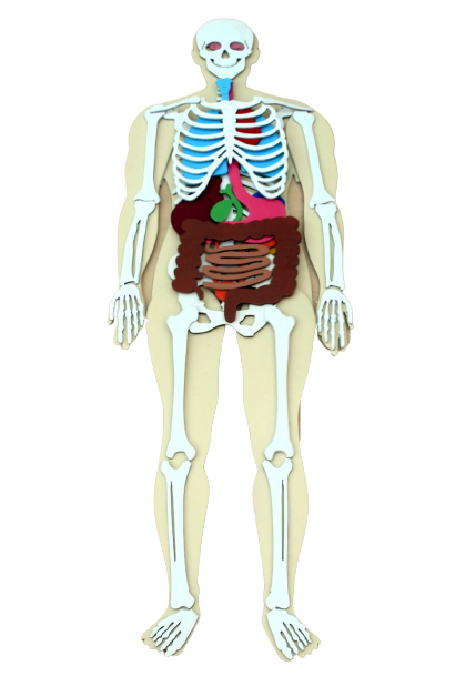 Human Body 93cm (skeleton and organs), Anatomy board, Human body Montessori science play set - جسم الإنسان كامل 93 سم