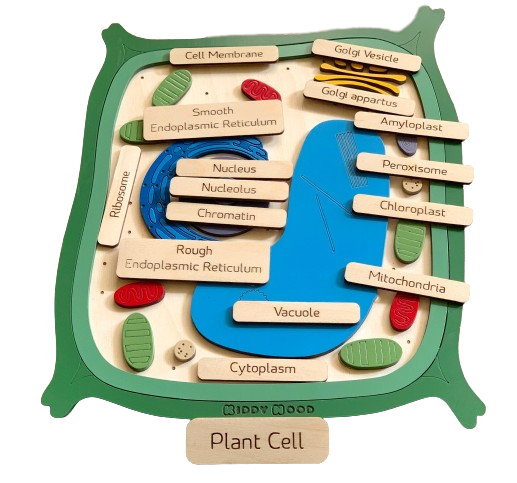 Plant cell model, wooden cell puzzle - natural wood - non-toxic - handmade.