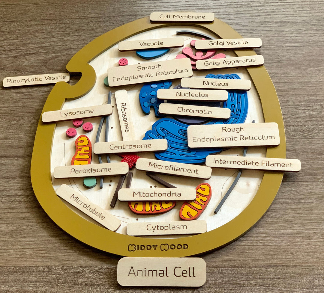 Animal cell model, wooden cell puzzle - natural wood - non-toxic - handmade