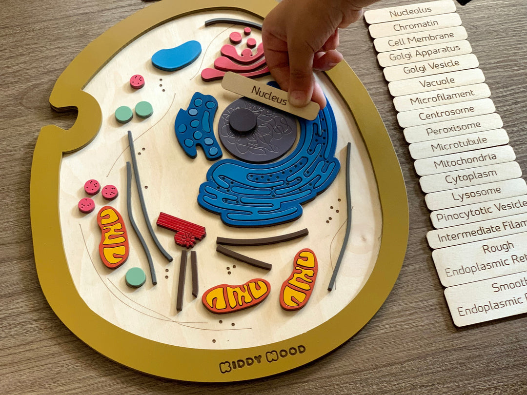 Animal cell model, wooden cell puzzle - natural wood - non-toxic - handmade