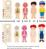 Load image into Gallery viewer, Human body wooden matching puzzle - boy