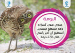 Load image into Gallery viewer, Geno Cards - Animals - كوتشينة (كروت) جينو - حيوانات
